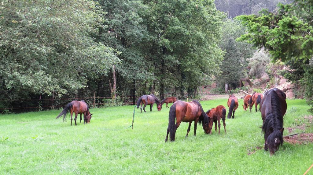 Quinta Machado Da Pedra Bela Сasa de vacaciones *